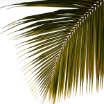 Water Sport Template Coconut Tree Img 150x150 1